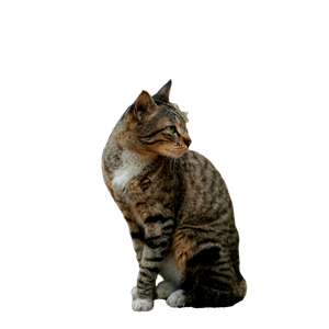 Related cat image: A Brown Tabby Cat Sitting Elegantly On A Sandy Path In A Delhi Park. 19517